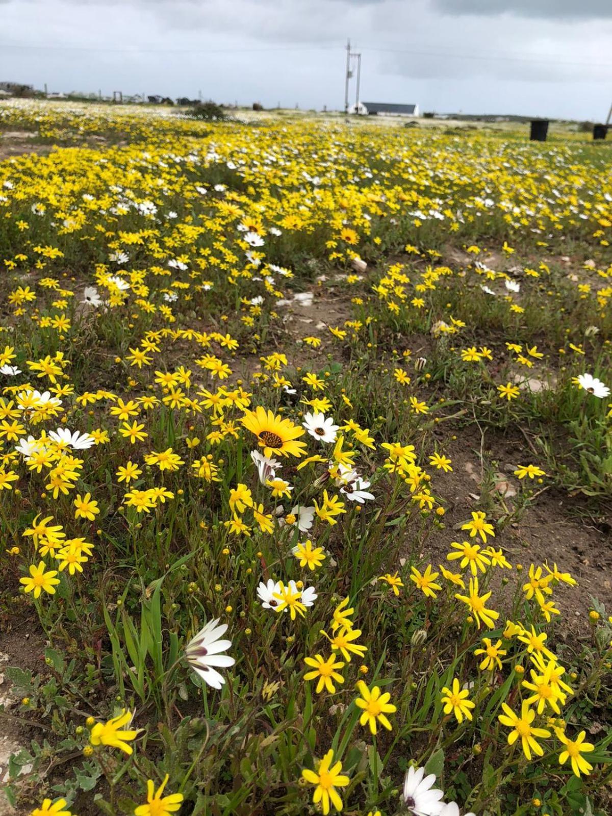 Silver Oaks Airbnb Langebaan Luaran gambar
